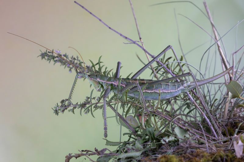 Tettigoniidae - Saga pedo